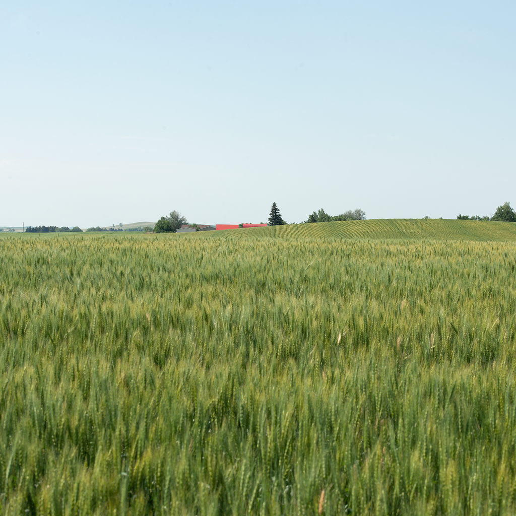 The Flax Seed Harvest is Here
